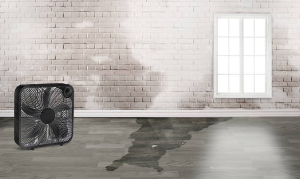 Best Local water damage restoration  in Okemos, MI